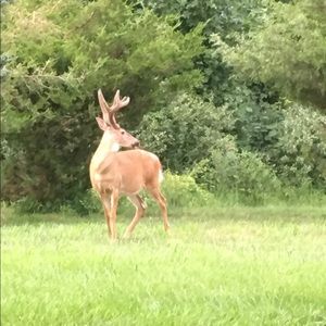 Meet your Posher, Janet